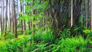 3 HOURS of Heavy Rainfall ~ Rain and Thunder Sounds Relaxation, Meditation, Sleeping & Studying
