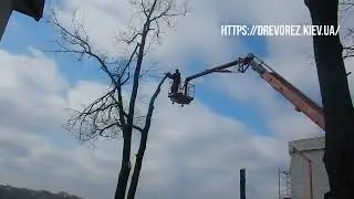 Спилить дуб