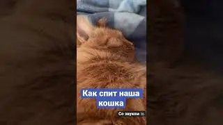 Как спит наша кошка