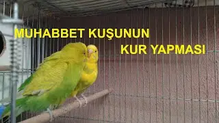 MUHABBET KUŞUNUN KUR YAPMASI. MUHABBET KUŞLARINI  KIZIŞTIRICI MAMA TARİFİ.