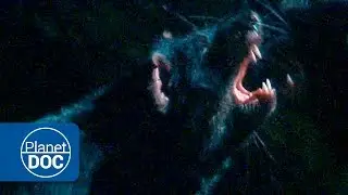 Tasmania | The House of the Devil