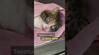 Почему у кота светятся глаза