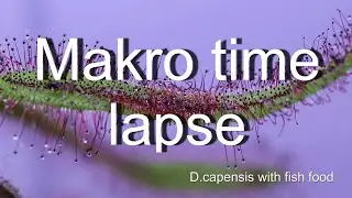 Makro timelapse of D.capensis with fish food/Zeitraffer Makro Sonnentau