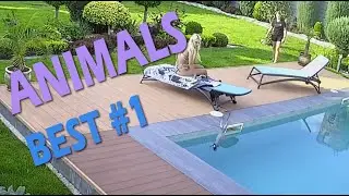 #Animals #Животные #Shorts #Funhouse off #Фанхаус офф