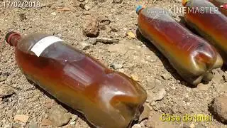Como fazer atrativo p/ capturar abelhas nativas ficar pronto  em menos de 24 horas.