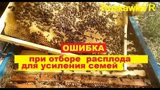#Пчёлы