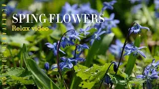 Spring flowers | relax video
