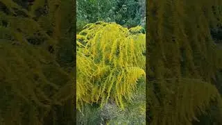 Золотарник канадский, Солидаго. Яркое солнце в саду!