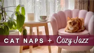 Relaxing Cozy Jazz music with napping Ginger cat on a rainy day