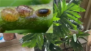 ВРЕДИТЕЛИ НА НАШИХ РАСТЕНИЯХ! КАК БОРОТЬСЯ?!