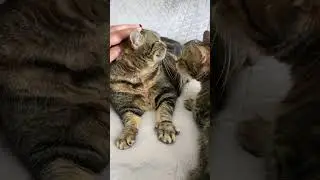 The Pusia Experiment! 😻