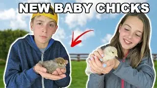 New BABY CHICKS!! And Baby Pack Goat Playground