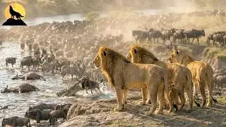 La Gran Migración: La Brutal Sentencia de Supervivencia de la Naturaleza | animales salvajes