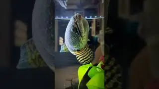 Channa Fish, Aquarium