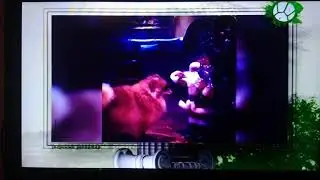 Звериный репортёр готовы тогда поехали сегодня в программе зачем крыса деньги