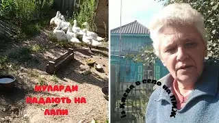 Сільські будні, чомусь муларди падають на лапи