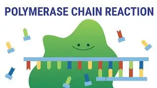 PCR explained | biology animation