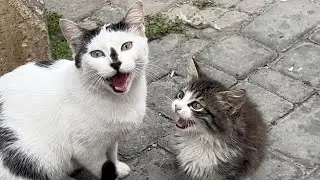 A pregnant cat adopts and protects an orphaned kitten found in the street.