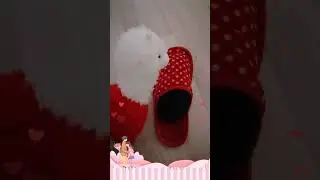 Наглость второе счастье,а первое Афина #cat #kitten #афина #catlover #котик #love #animals