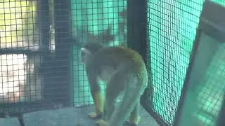 Cute Monkey video