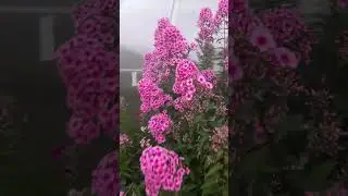 Флокс цветущий по всей длине ствола.