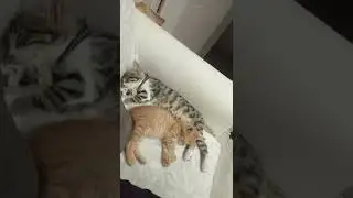 Try Not To Laugh - Funniest Cat Videos - Best Funny Animal Videos 2022 compilation