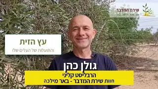 התועלות הנפלאות של עלי עץ הזית