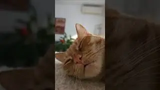 ❤️Кот Артём❤️