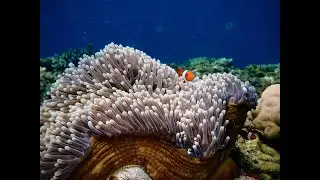 What do coral reefs sound like? l Timothy AC Lamont
