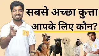 Best dog breed for new owner based on their lifestyle.