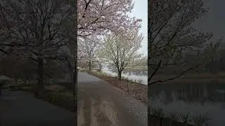 Cherry Blossoms Newark
