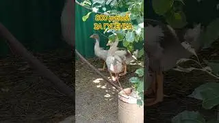 У НАС ПРИБАВЛЕНИЕ...