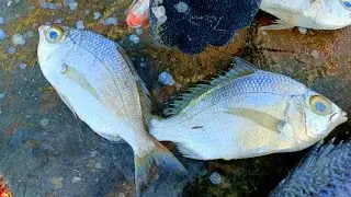 Ooda Fish Slice Cutting | India Fish Market  | CT 360*🔪