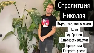 Стрелитция Николая: уход от посадки семян до взрослого растения
