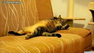 Приколы с котейкой интересно животные ржака смотреть всем