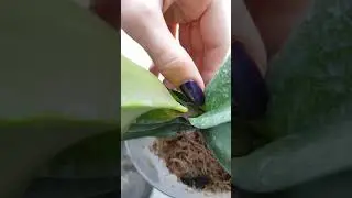 Обзор моих орхидей! Октябрь!
