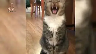 Blinding Lights animal version | Funny Animals Video