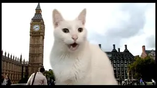 Cats Singing London Bridge Is Falling Down | Nursery Rhymes - Cats Version