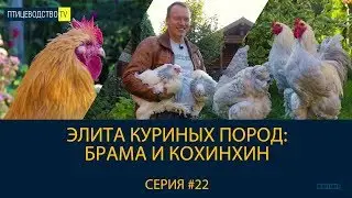БРАМА И КОХИНХИН - элита крупных куриных пород. Рассказ о породах. Птицеводство ТВ #22