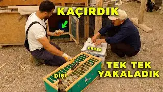 BILDIRCINLARI Kaçırdık ! Tek Tek Yakalayıp Taşıdık -Tavuklara Canlı Yem - Doğal Bıldırcın Kafesi