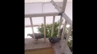 Yavru Güvercinler Uçmaya Başlıyor