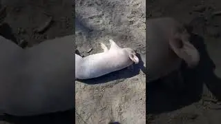 Воскрешение Рудольфо!