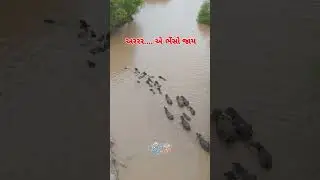 અરરર....એ ભેંસો જાય @Gamda_ni_safar