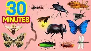 30 MINUTES Easy English Insect Names FOR KIDS