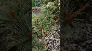 Работаем в саду!