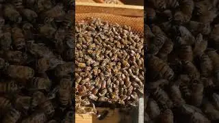 April bees