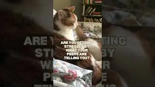 Have a #prehealth question? We’ve got answers! And cats.