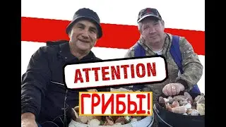 Mushroom Hunting in the Bagrationovsky District, Kaliningrad Oblast