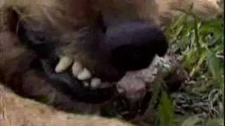 Louis CK's stupid dog part 2