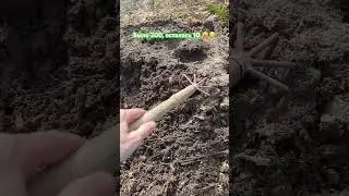 Мои тюльпаны съели 😢🥺😩